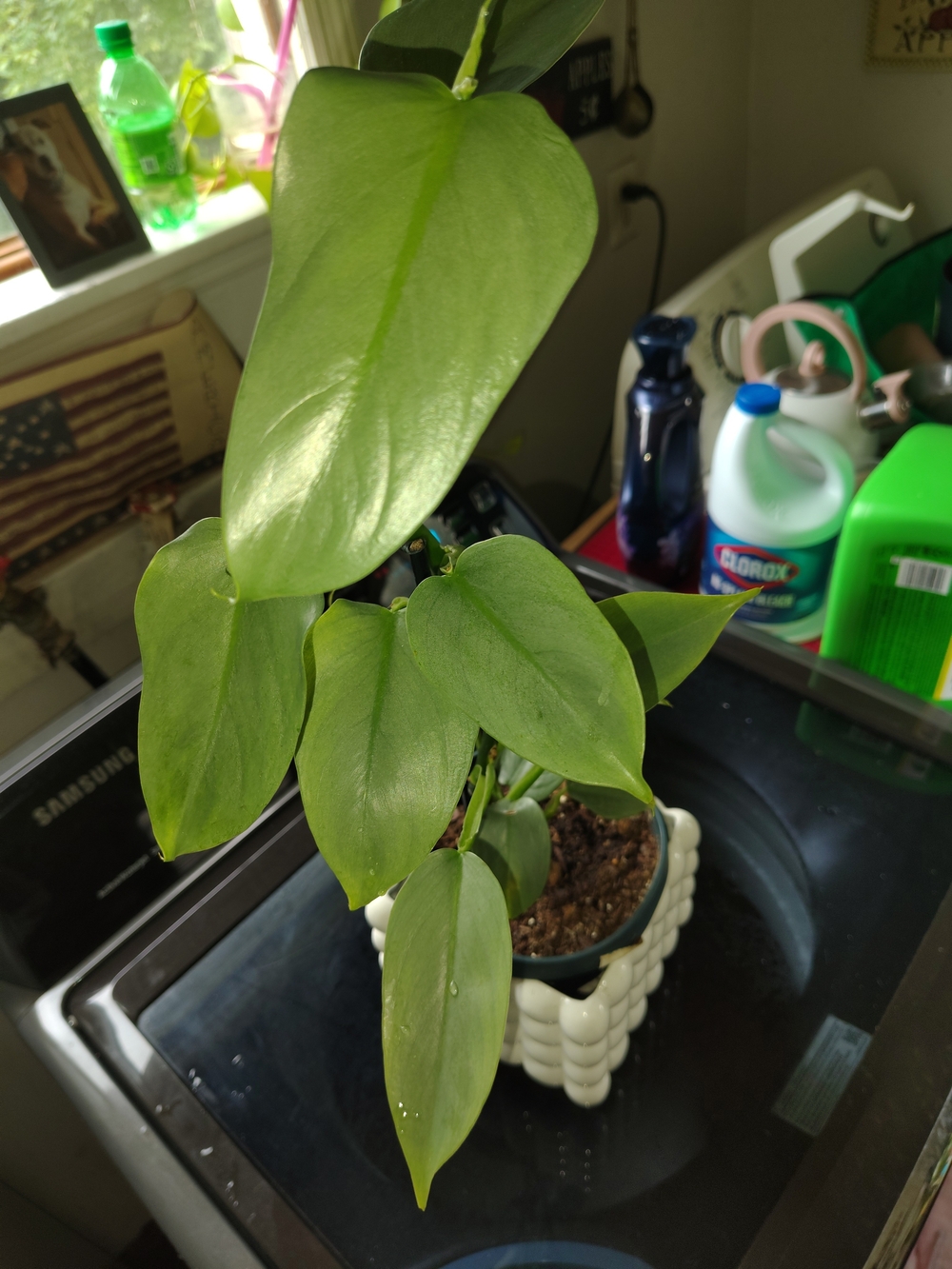 Source Unknown Green Philodendron in White Ceramic Planter